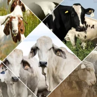 Veterinary Handbook
